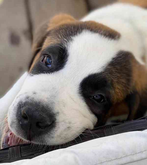 Štěně bernardince k adopci zdarma. - foto 3