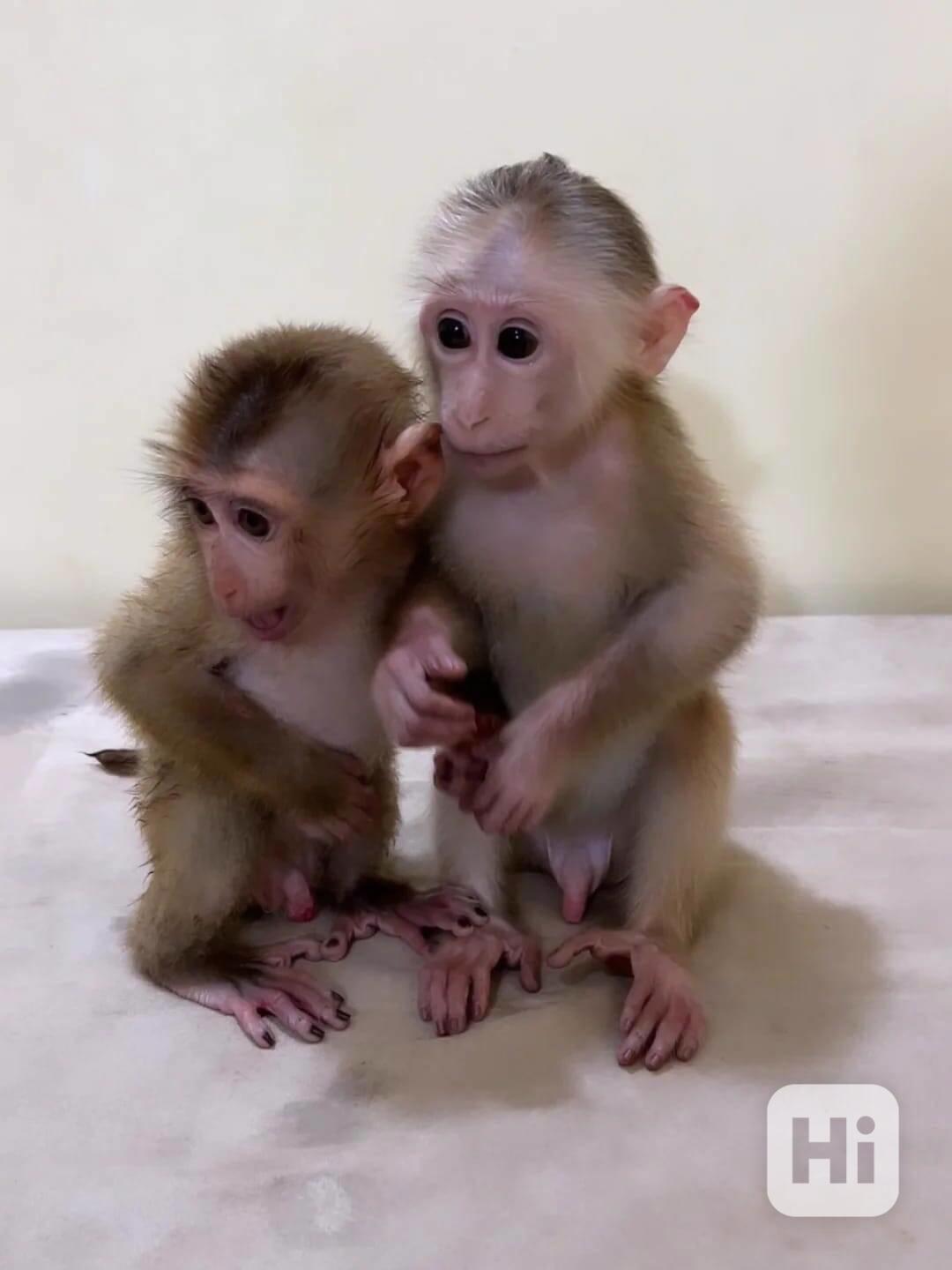 Roztomilá kapucínská opice na prodej - foto 1