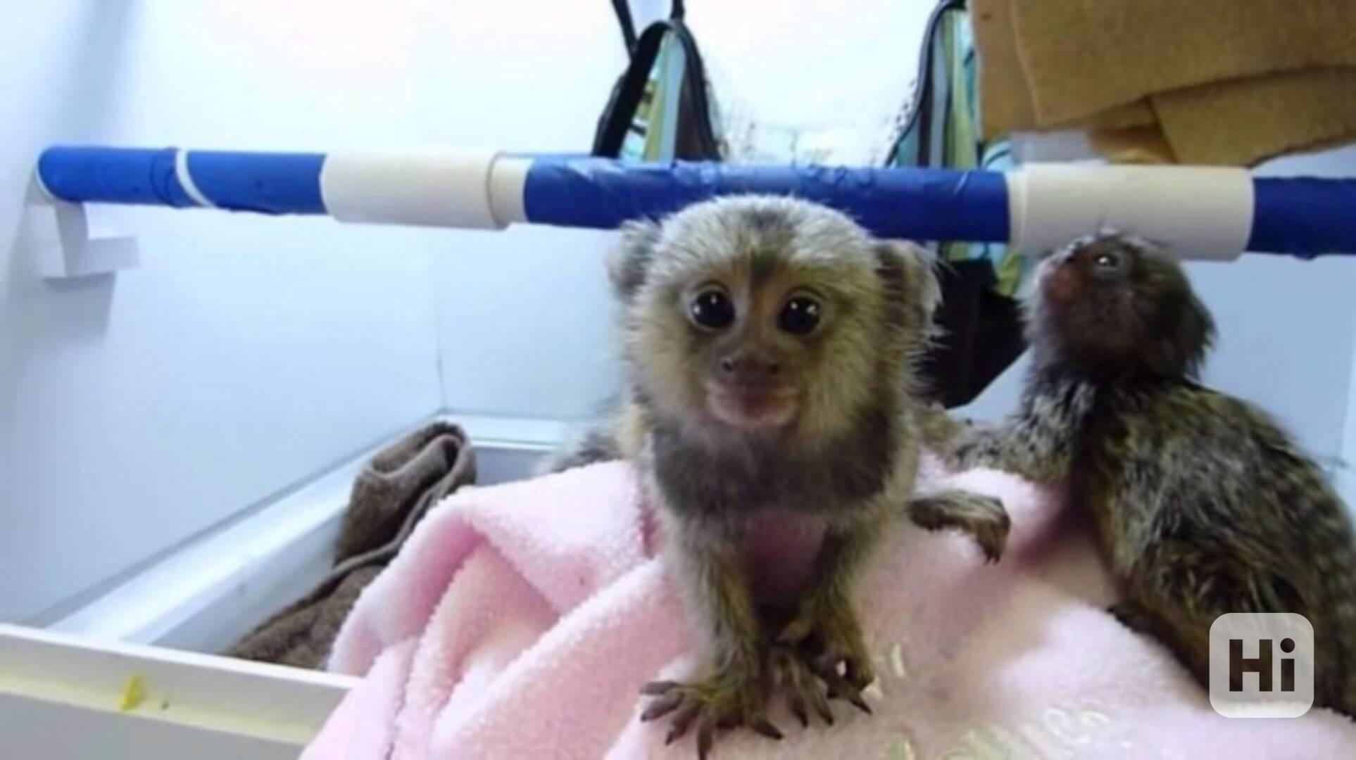 Malá rozkošná opička kosman - foto 1