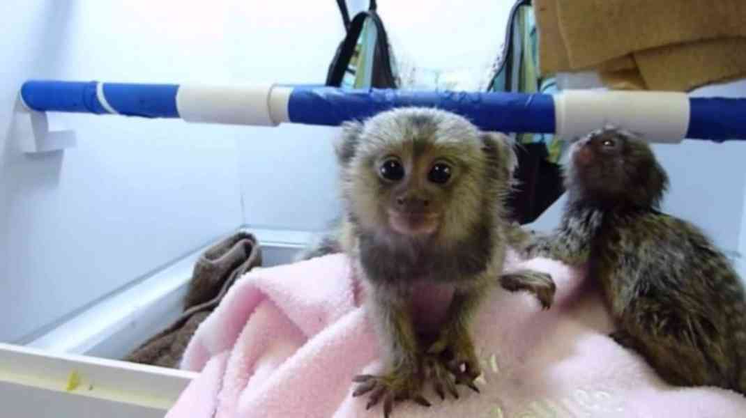 Malá rozkošná opička kosman - foto 1