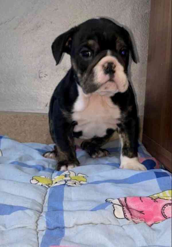 Anglický buldok, krásná štěňata - foto 9