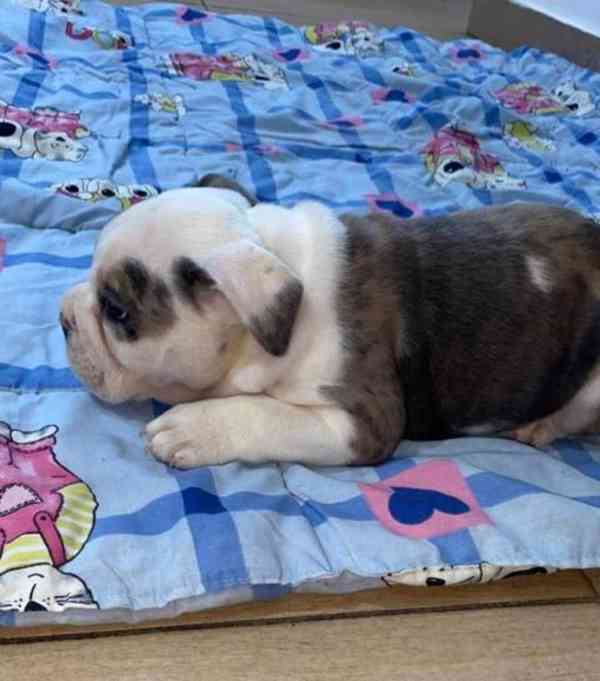 Anglický buldok, krásná štěňata - foto 7