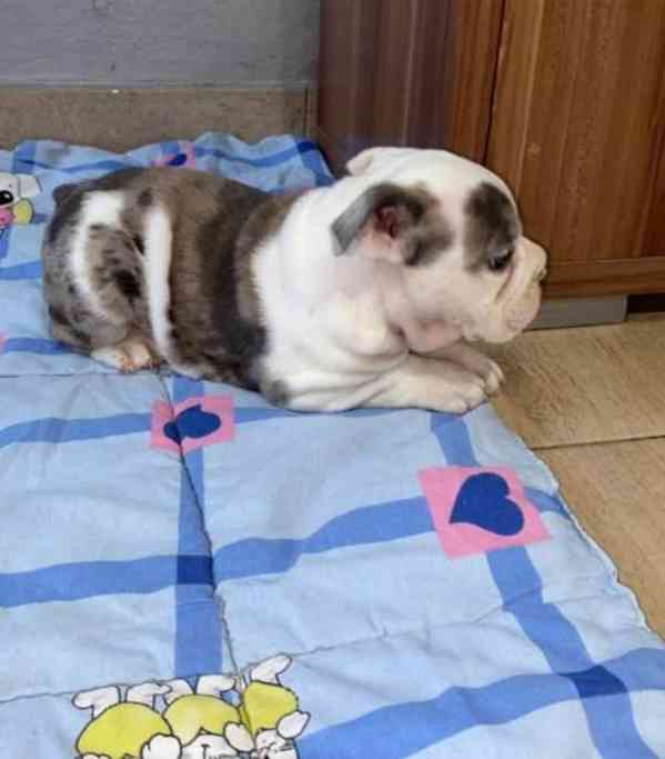 Anglický buldok, krásná štěňata - foto 8