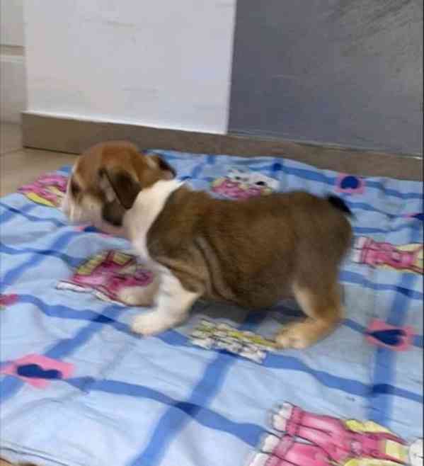 Anglický buldok, krásná štěňata - foto 6