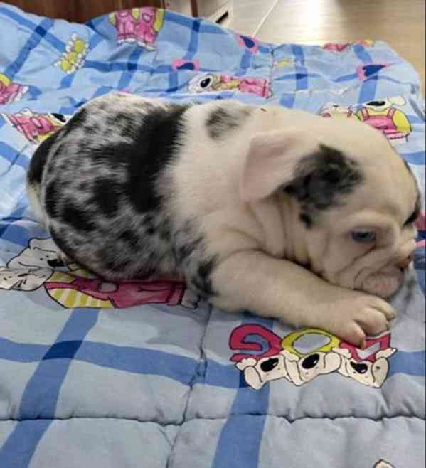 Anglický buldok, krásná štěňata - foto 2