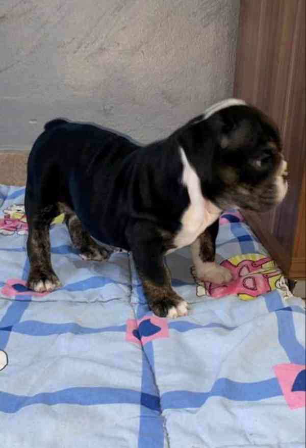 Anglický buldok, krásná štěňata - foto 10