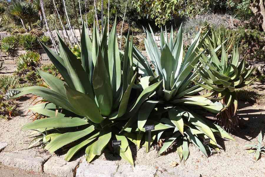 sazenice Agave salmiana subs. salmiana