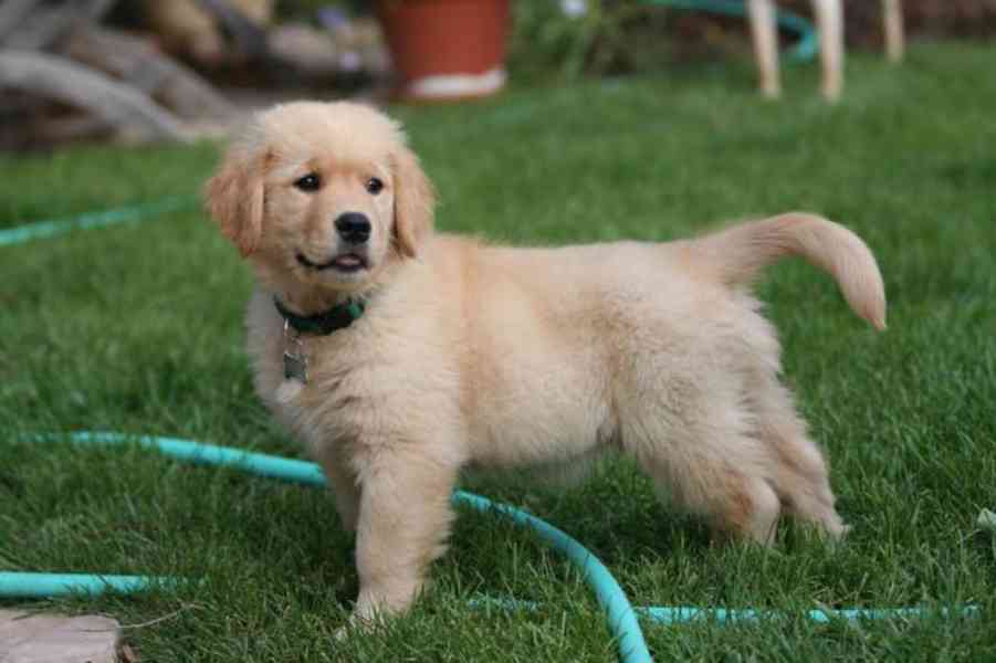 Zlatý retriever - foto 3