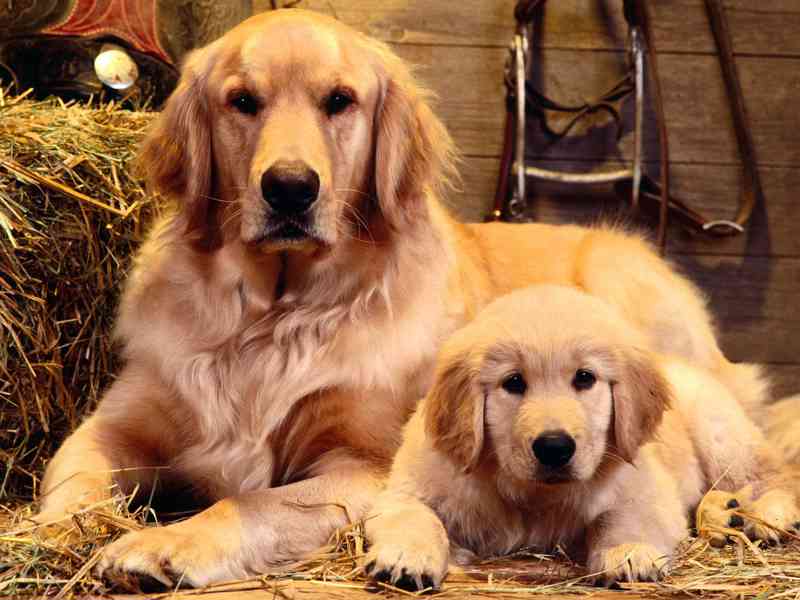 Zlatý retriever - foto 4