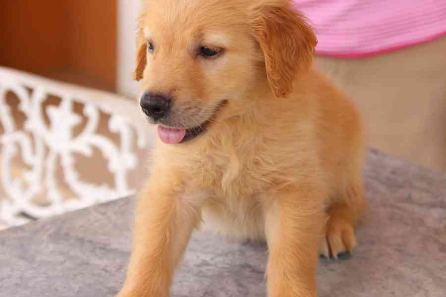 Zlatý retriever - foto 2