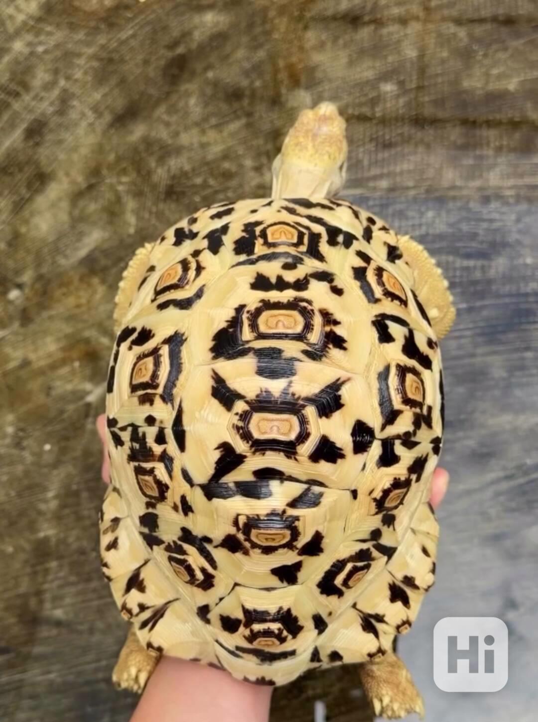 Tortoise (Leopard Tortoise) - foto 1