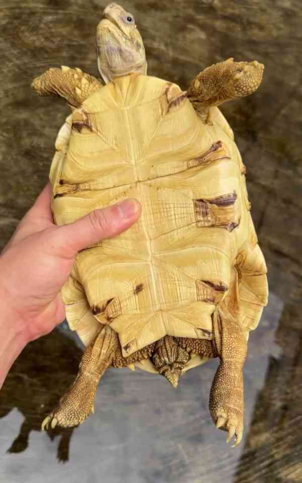 Tortoise (Leopard Tortoise) - foto 3