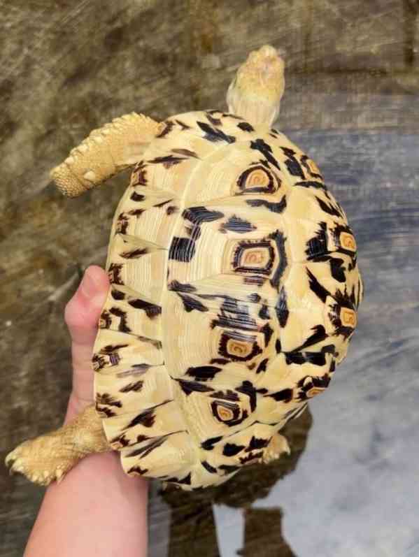 Tortoise (Leopard Tortoise) - foto 4