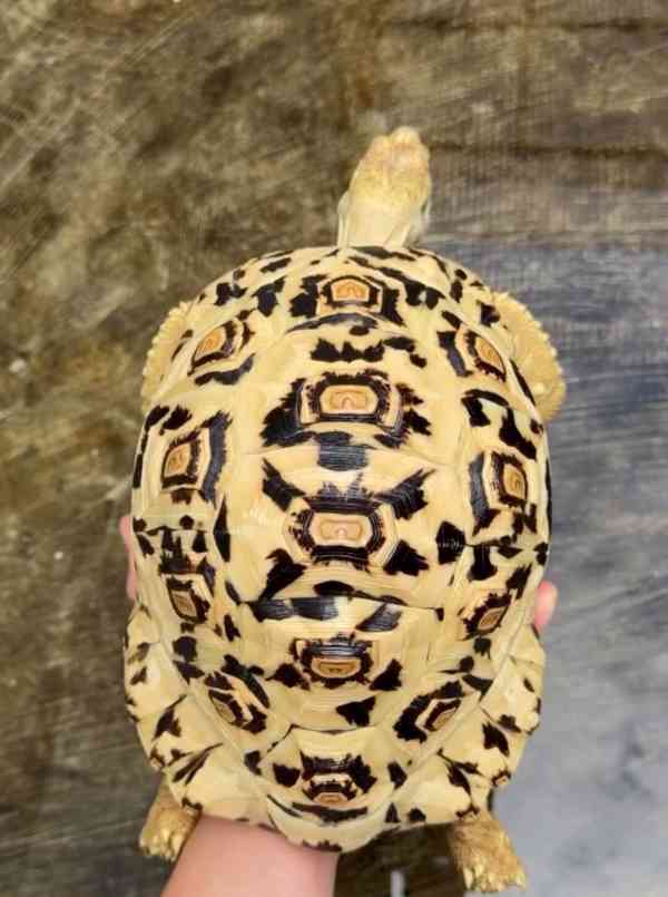 Tortoise (Leopard Tortoise) - foto 1