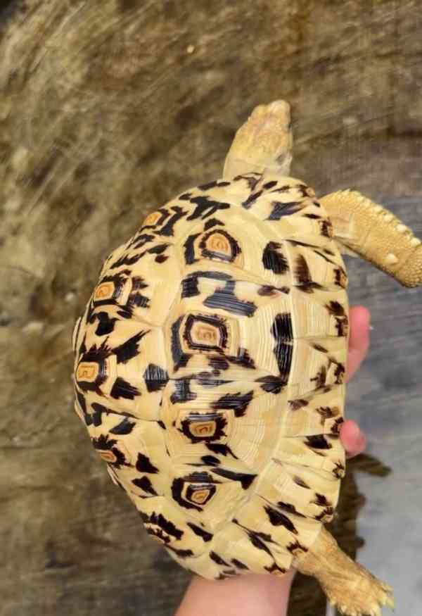 Tortoise (Leopard Tortoise) - foto 2