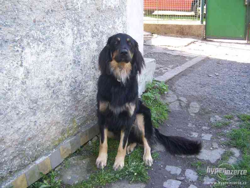 NABÍZÍM HOVAWARTA KE KRYTÍ - foto 1