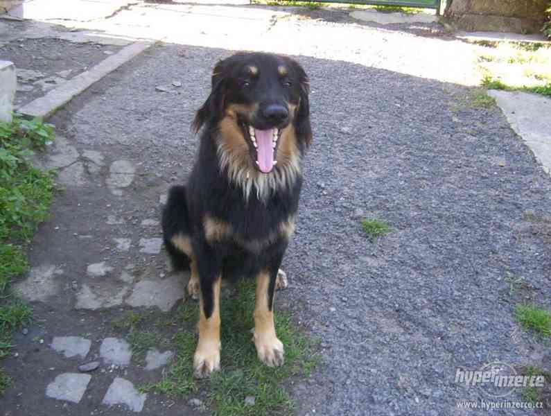 NABÍZÍM HOVAWARTA KE KRYTÍ - foto 2
