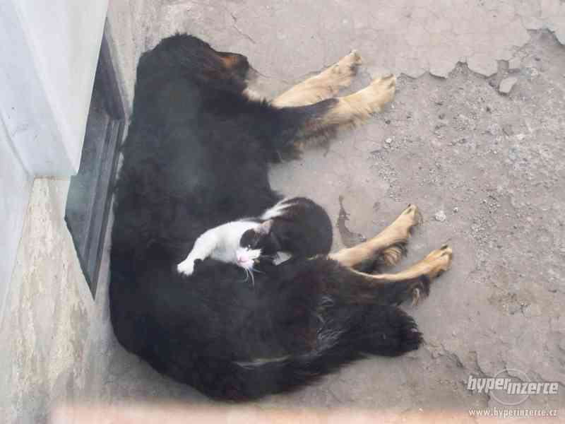NABÍZÍM HOVAWARTA KE KRYTÍ - foto 4