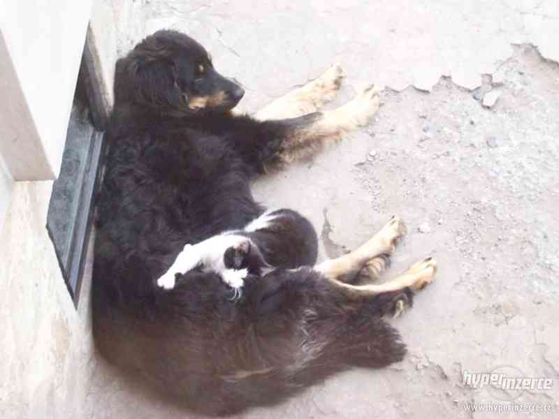 NABÍZÍM HOVAWARTA KE KRYTÍ - foto 5