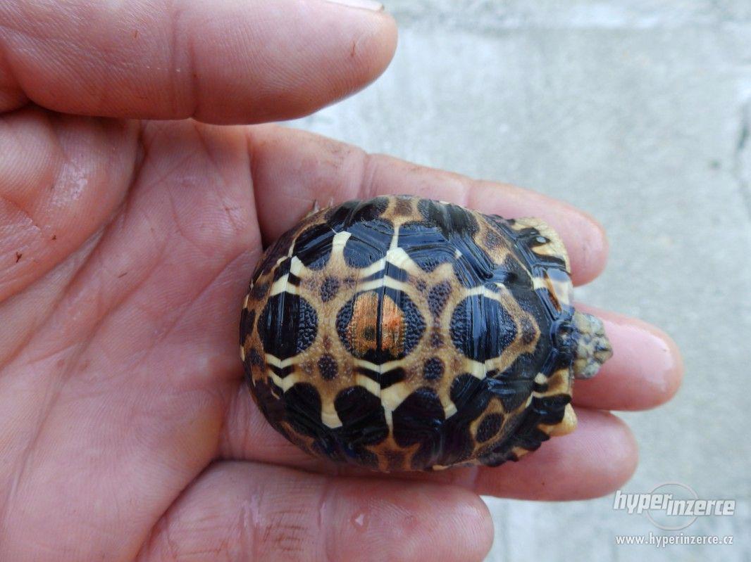 astrochelys radiata  NZ19 - foto 1