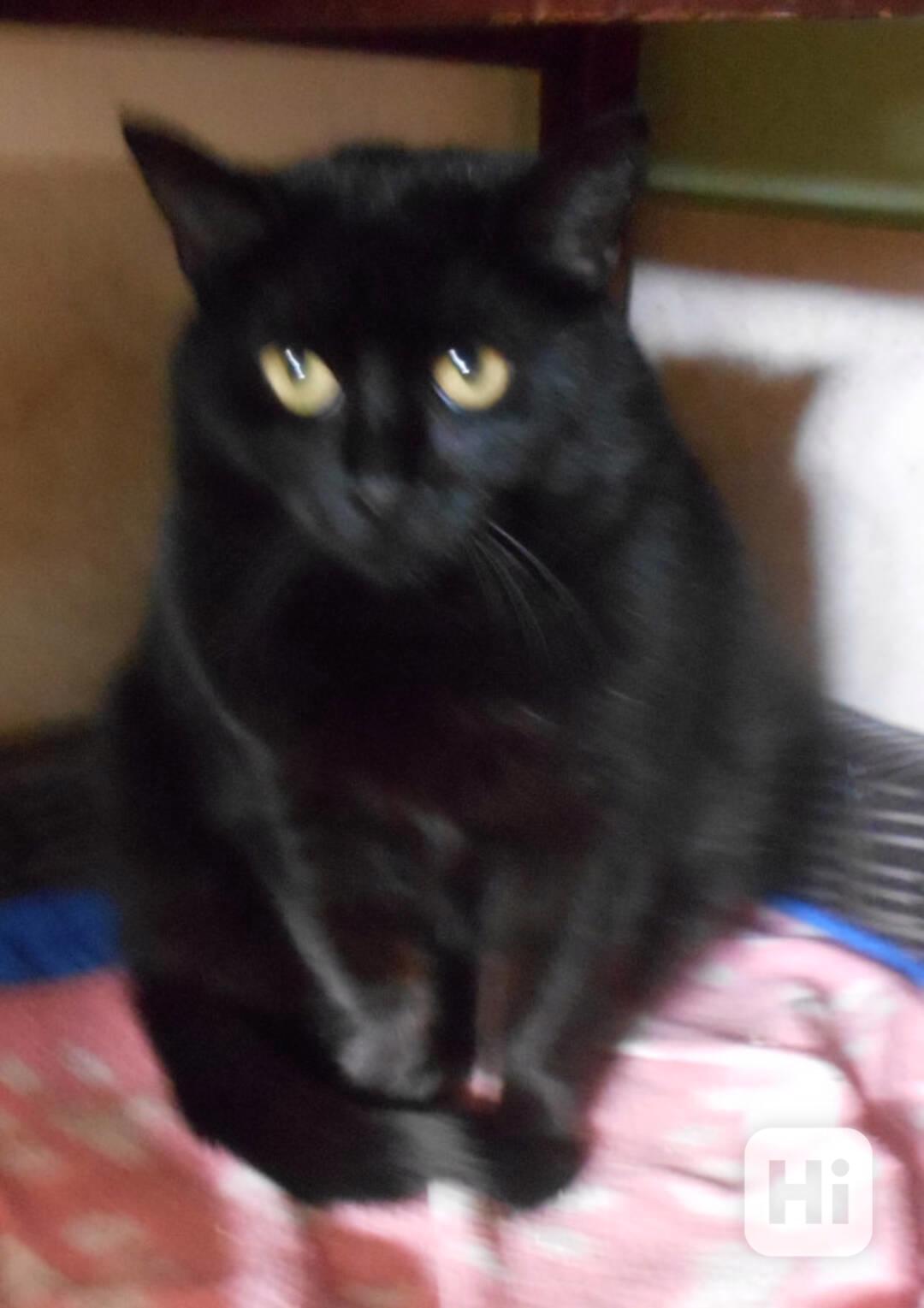 Černá, hodná, klidnější 2,5letá kočička Šmudlinka Micinka - foto 1