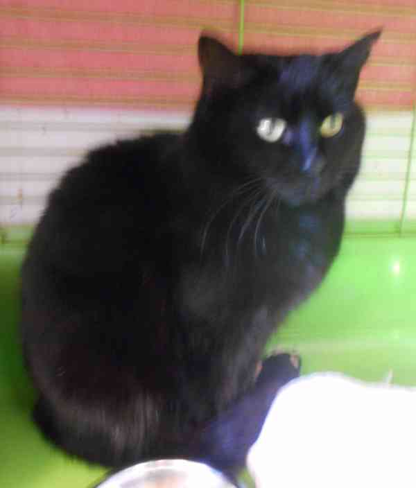 Černá, hodná, klidnější 2,5letá kočička Šmudlinka Micinka - foto 2