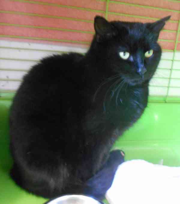 Černá, hodná, klidnější 2,5letá kočička Šmudlinka Micinka - foto 4