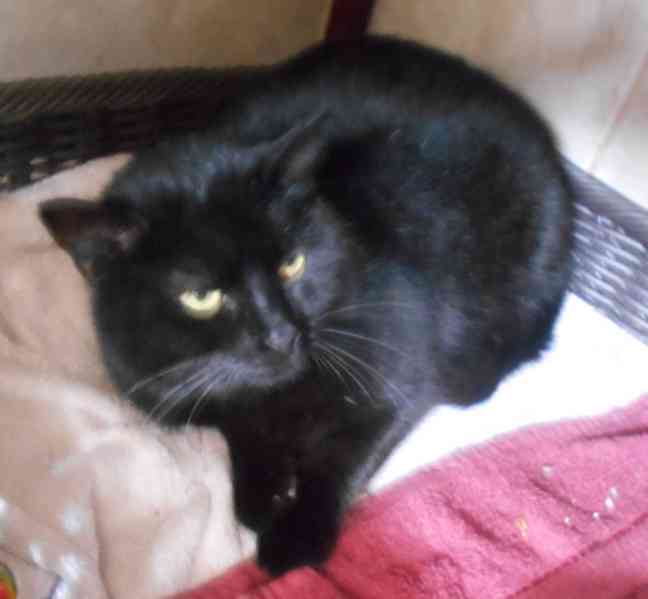 Černá, hodná, klidnější 2,5letá kočička Šmudlinka Micinka - foto 8