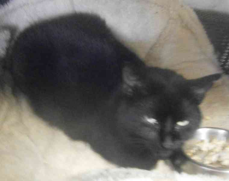 Černá, hodná, klidnější 2,5letá kočička Šmudlinka Micinka - foto 7
