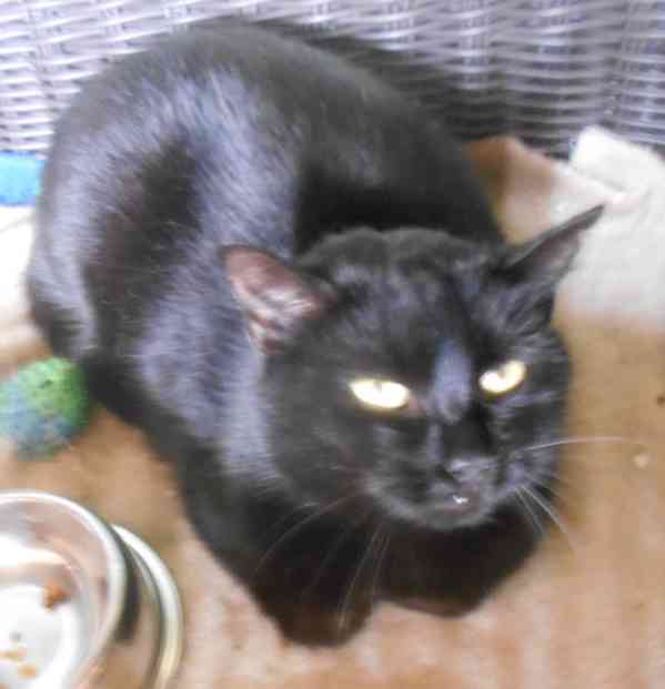 Černá, hodná, klidnější 2,5letá kočička Šmudlinka Micinka - foto 6