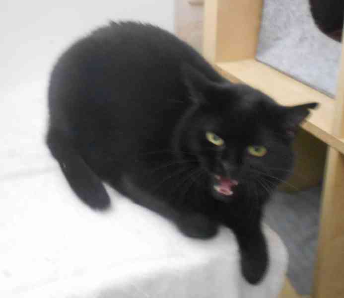 Černá, hodná, klidnější 2,5letá kočička Šmudlinka Micinka - foto 9