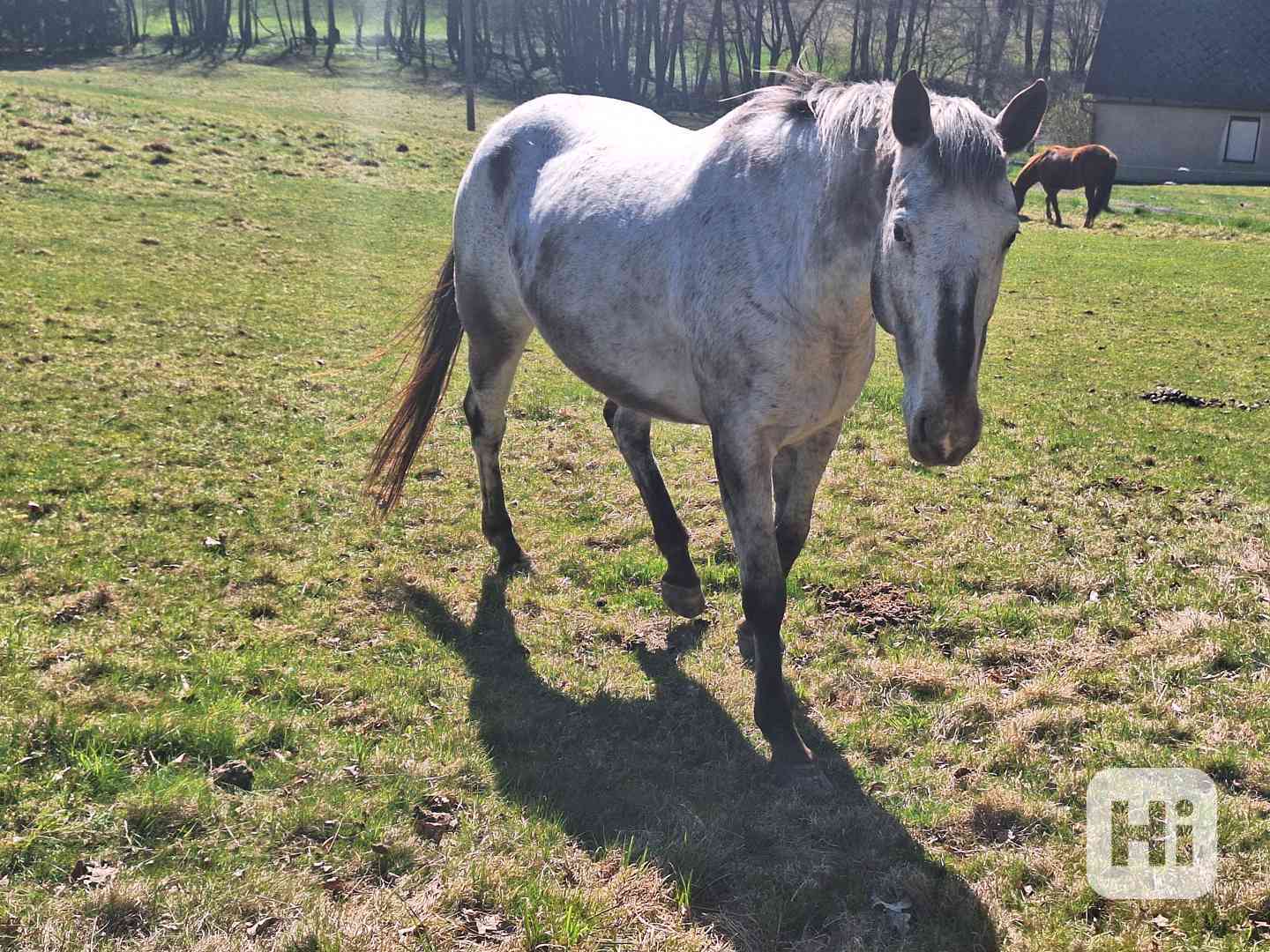 Prodám 10-letou kobylku ApHC/ČT - foto 1