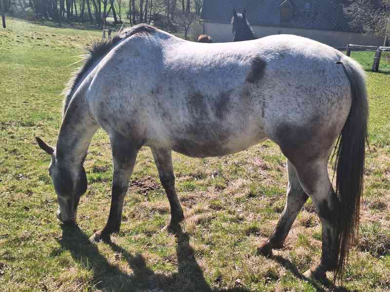 Prodám 10-letou kobylku ApHC/ČT - foto 2