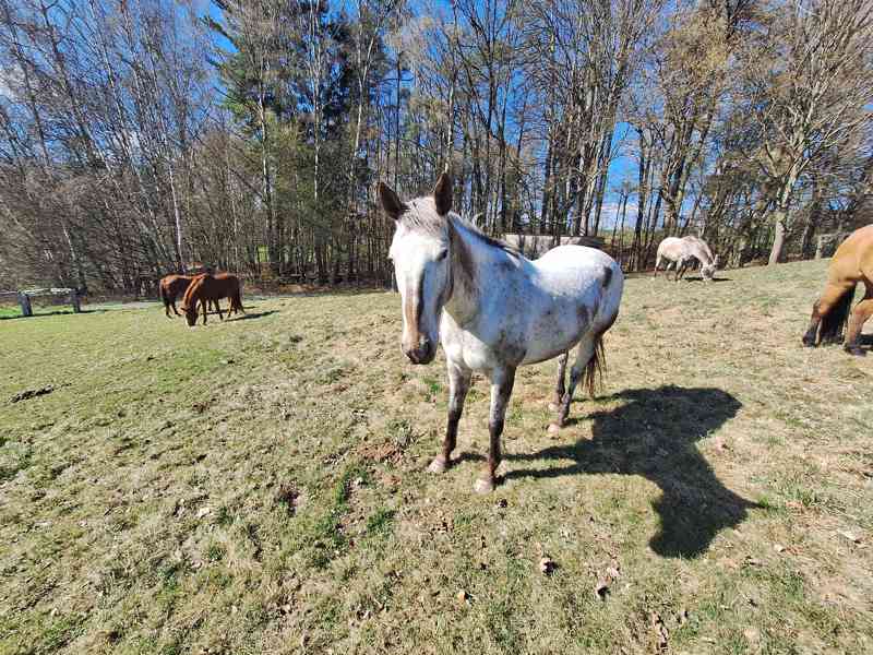 Prodám 10-letou kobylku ApHC/ČT - foto 3