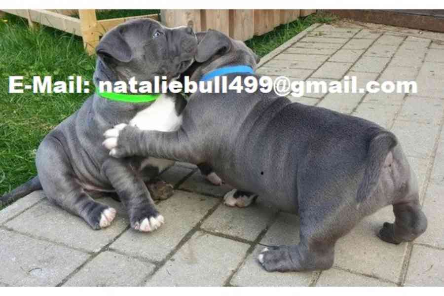 Registrovaná štěňata pitbula k adopci - foto 1
