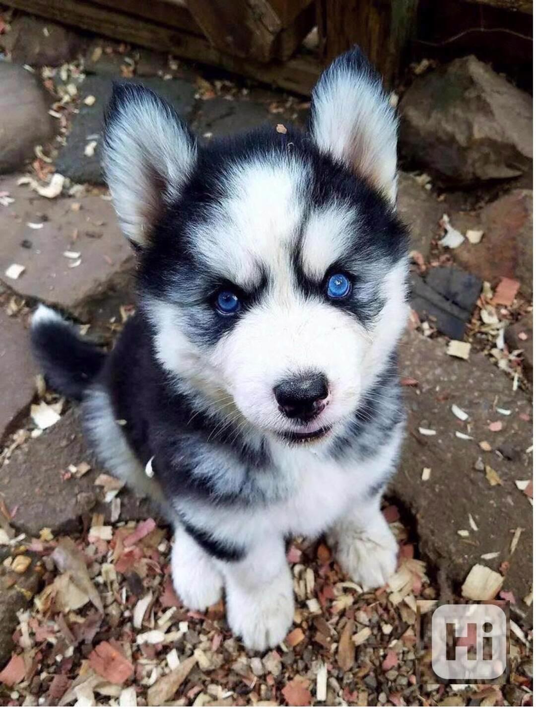 krásná štěňátka sibiřského huskyho k adopci - foto 1