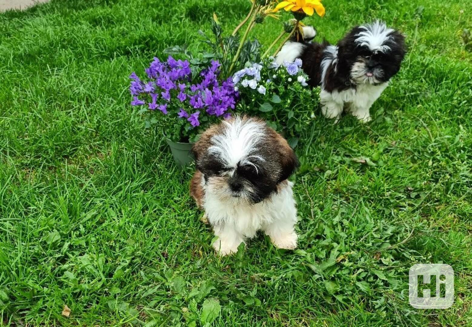 Shih-tzu - prodám štěňata bez pp - foto 1