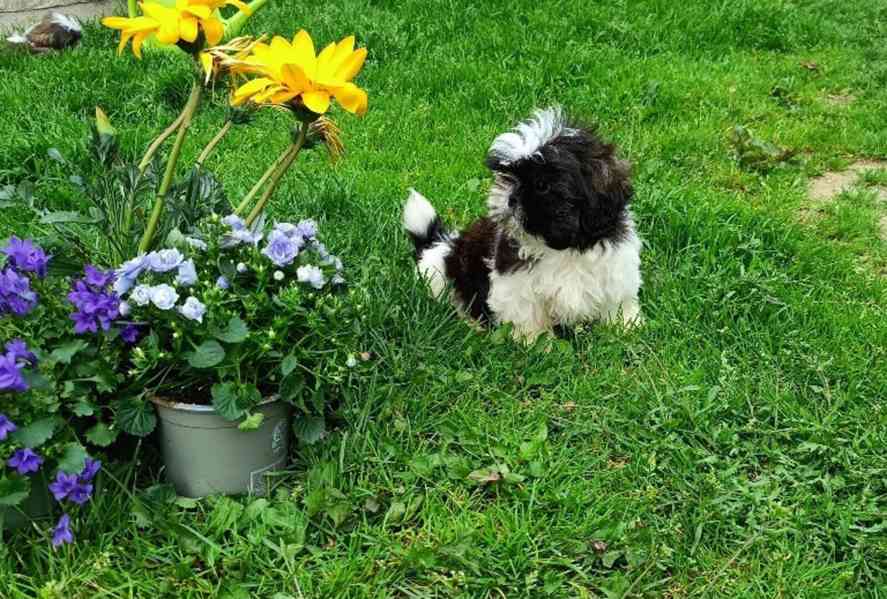 Shih-tzu - prodám štěňata bez pp - foto 2