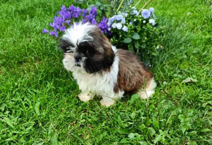 Shih-tzu - prodám štěňata bez pp - foto 3