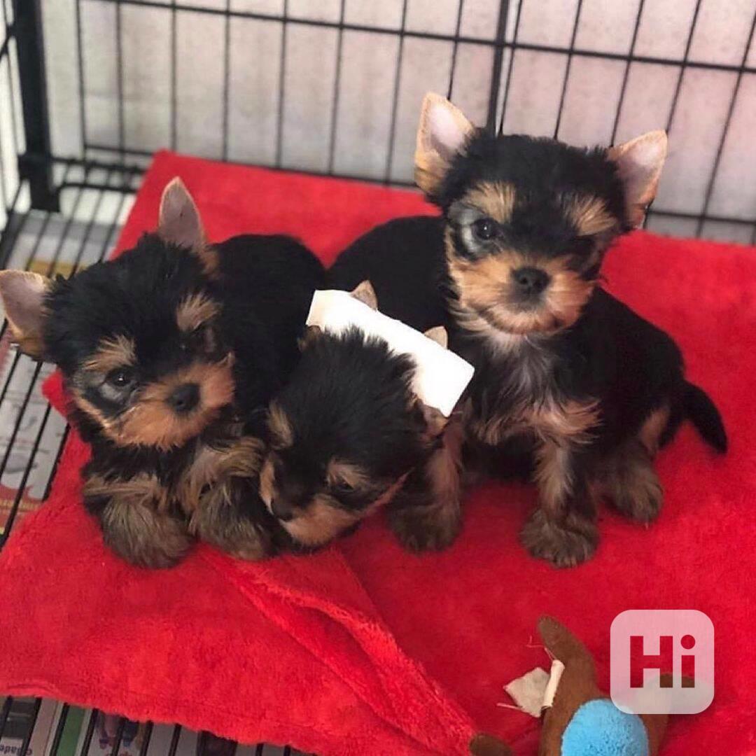 Štěňata jorkšírského teriéra připravena do nového domova, ro - foto 1
