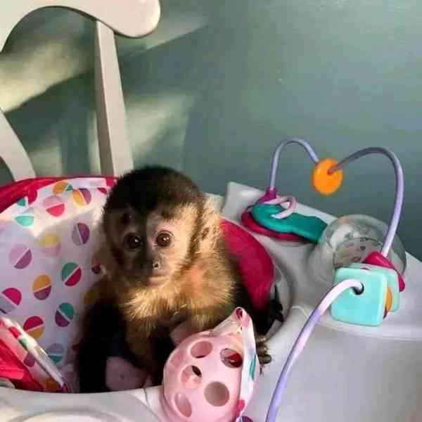 Nádherné kapucínské opice k dispozici – kluci i holčičky