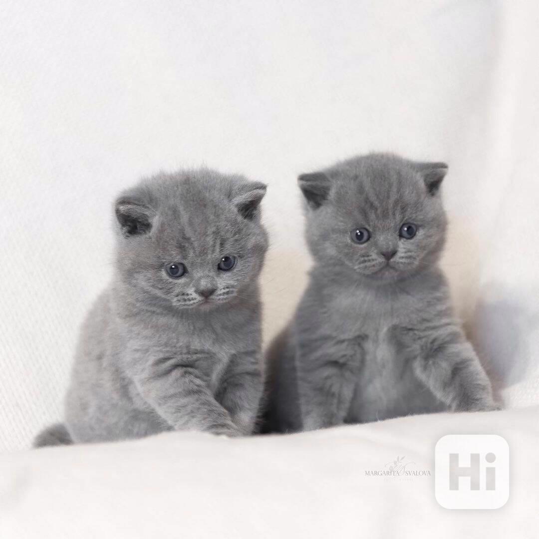 Krásná zlatá a činčila perská koťátka - foto 1