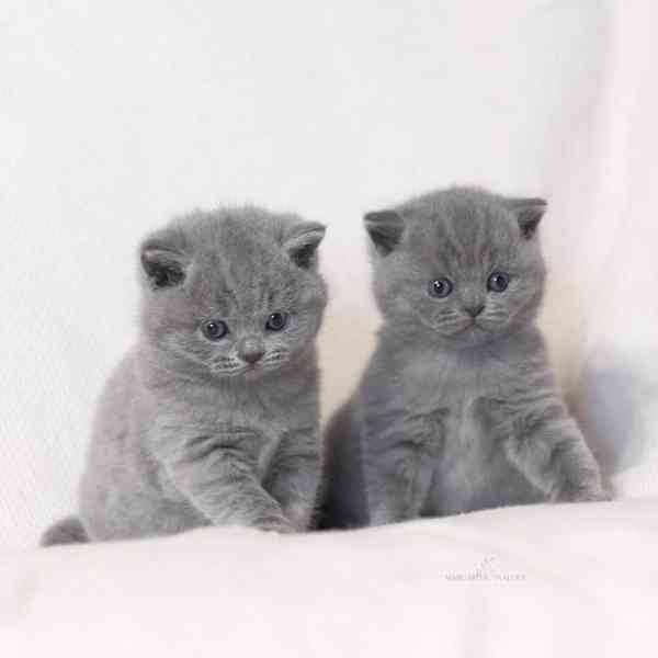 Krásná zlatá a činčila perská koťátka - foto 1