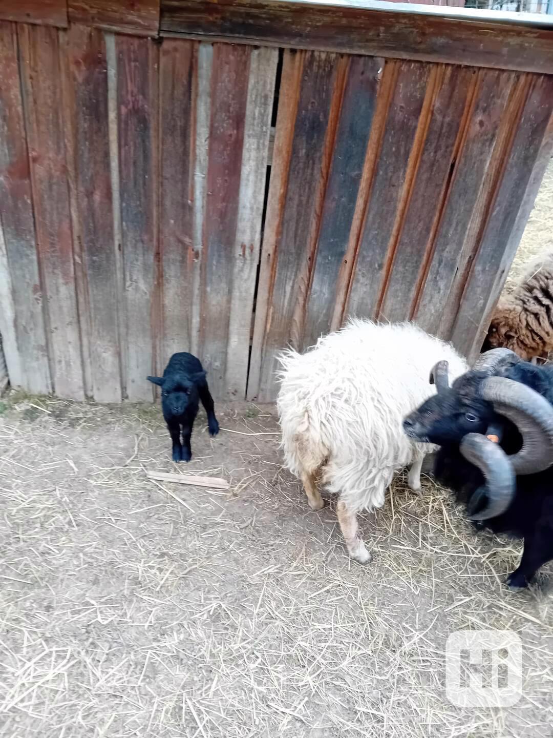 Ovečky  ouessant - foto 1