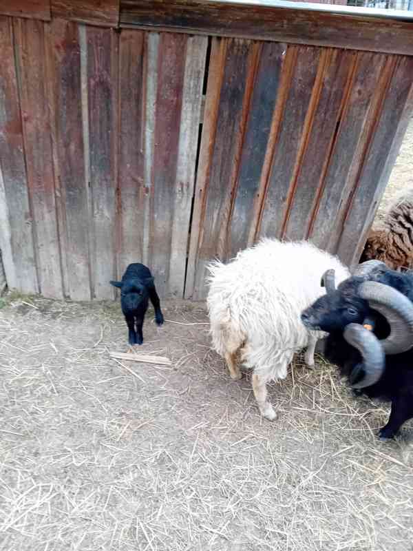 Ovečky  ouessant - foto 1