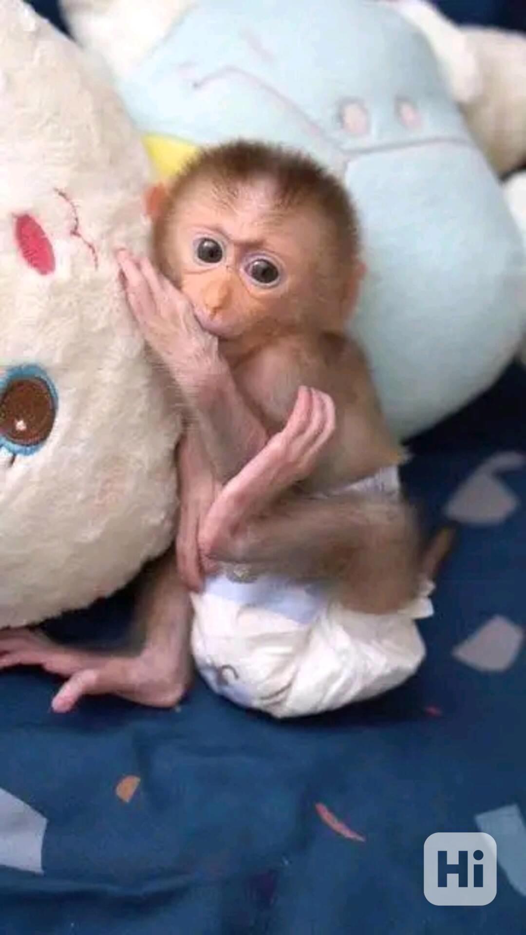  Štěně má všechny zdravotní a veterinární doklady a je v poř - foto 1