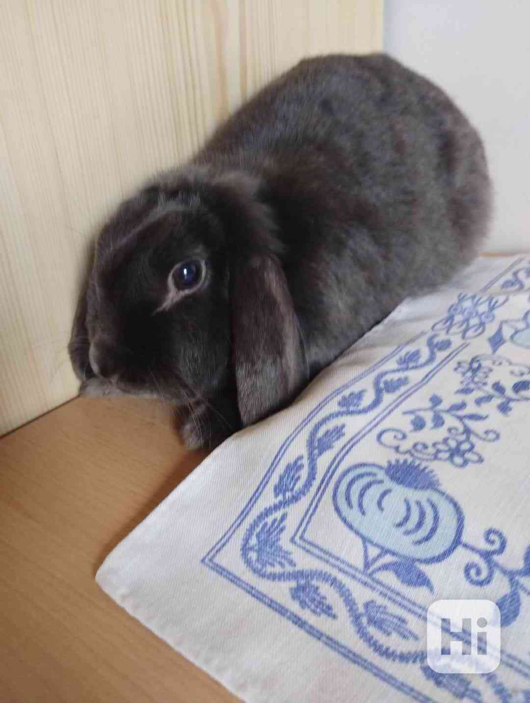Zakrslý beránek  - foto 1