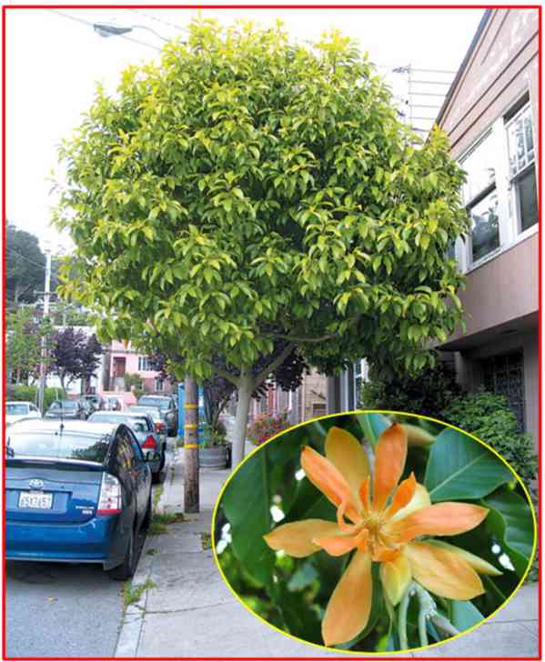 MICHELIA CHAMPACA- MAGNOLIE - SEMENA