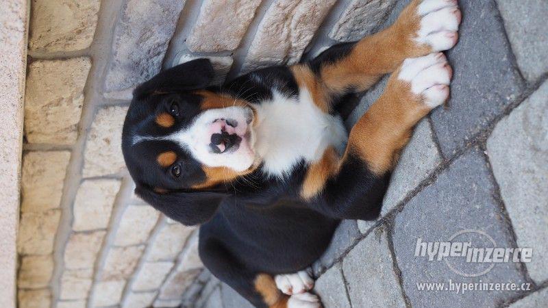 Velký švýcarský salašnický pes - foto 2