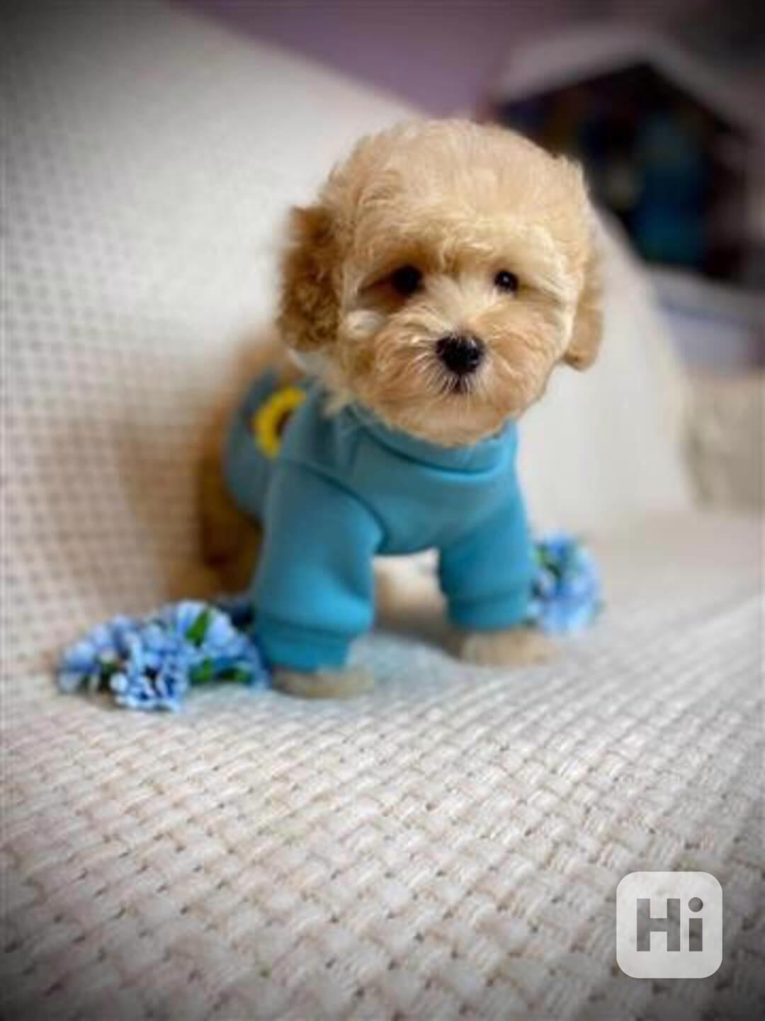 Štěňata plemene Ma Cyn Maltipoo. - foto 1